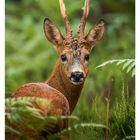 "24 JUNI, MO 14, DI 15, MI 16, DO 17, FR 18, SA 19, SO 20." Ein Reh schaut zwischen grünen Pflanzen hervor.