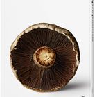 Am Buchrücken steht "Mushroom." Ein großer, aufgeschnittener Pilz von oben, der die Lamellen zeigt.