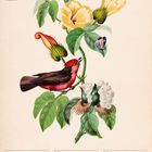 "Rubintyrann", "MAI/JUN", "22. Woche 2027". Illustration: Ein roter Vogel auf einem Zweig mit gelber Blüte und Schmetterling.