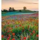 "25 Juni, Mo 21, Di 22, Mi 23, Do 24, Fr 25, Sa 26, So 27. Mohnfeld in der Uckermark, Brandenburg." 

Eine Wiese mit roten Mohnblumen.