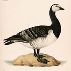 Weißwangengans (Branta leucopsis), Illustration. Kalender zeigt Juni 2027. Gans steht auf einem Felsen.