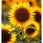 Text: "27 JULI". Eine große sonnengelbe Sonnenblume mit grünem Stiel und Blättern vor verschwommenem Hintergrund.