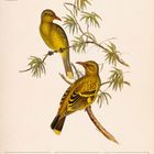 "Mangrovepirol (Oriolus flavocinctus). Illustration von zwei gelben Vögeln auf einem Ast, Kalendarium für Juni 2027."