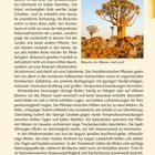 Köcherbäume: Wächter der Wüste. Manche der Bäume sind uralt. Zeigt Wüstenlandschaft mit markantem Köcherbaum.