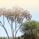 "DER NORDEN" steht oben auf einer Szene mit Palmen und Elefanten in einer trockenen Landschaft mit blauem Himmel.