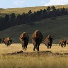 Es sind keine Texte zu erkennen. Eine Gruppe von Bisons wandert über eine weitläufige Wiesenlandschaft mit sanften Hügeln und Bäumen.