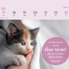 Kalenderseite: „Mai“, KW 20, mit Spruch: „Ein Kätzchen ist wie ein kleiner Magnet...“. Ein Kätzchen in einer Hand.