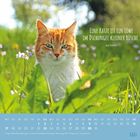Text: „Eine Katze ist ein Löwe im Dschungel kleiner Büsche. aus Indien“. Ein roter Kater sitzt in einer grünen Wiese mit Blumen. Unten ein Kalender für Mai.