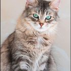 SEPTEMBER 2027 Kalender, sitzende grau-braune Katze, Zitat von Jules Renard: "Das Sinnbild von Ruhe ist eine sitzende Katze."