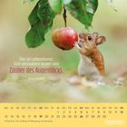 Das Zitat „Das ist Lebenskunst: Sich verzaubern lassen vom Zauber des Augenblicks.“ Ein Maus schaut einen Apfel an.