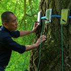 Ein Mann untersucht einen großen Baum mit angebrachten Sensoren, umgeben von üppigem grünem Laub.