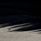 Ein einsamer Fuchs geht durch dunkle Schatten auf einem schneebedeckten Feld.