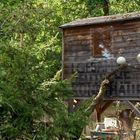 Eine hölzerne Hütte auf Stelzen im Wald, mit schwer lesbarem Text auf der Vorderseite und Zweigen mit Kugeln geschmückt.