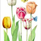 "Tulpe" steht unten. Illustration von bunten Tulpen mit einem gelben und blauen Schmetterling.