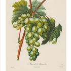 "Muscat d’Alexandrie." Kalender unten mit Monatstagen. Illustration von grünen Weintrauben und Blättern an einem Zweig.