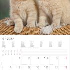 Kalenderblatt: Juni 2027. Zwei süße, beige Kätzchen sitzen auf einem geflochtenen Korb.