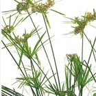 05, Mai, Kalender. Cypergras (Cyperus) mit langen grünen Stängeln und kleinen Blüten auf weißen Hintergrund.