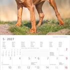 Oben: "Rhodesian Ridgeback", Webadresse. Oben: Hund auf Gras. Unten: Mai 2027 Kalender mit Feiertagen und Notizfeld.