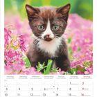 Mai, Mai, Maggio, May 2027. Kalender zeigt Monatstage. Illustration: Eine neugierige braun-weiße Katze in pinken Blumen.