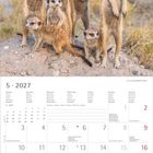 Text: "5 - 2027", Wochentage in mehreren Sprachen. Kalendarische Gestaltung. Oben surikataartige Tiere in einer Gruppe.