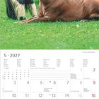 Kalenderblatt Mai 2027 mit Feiertagen. Tierfotografie: Ein Ameisenbär und ein Tapir liegen im Gras.