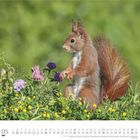 05 Dumont, Mai, mit Datumsliste unten. Ein rotes Eichhörnchen sitzt aufrecht auf einer Wiese mit bunten Blumen.