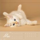 Mai-Kalender mit Kätzchen. Das Kätzchen liegt auf dem Rücken auf beigem Hintergrund.