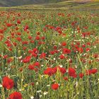 Kalender mit Monat Juni. Roter Mohn und weiße Blumen, grüne Hügel im Hintergrund, blauer Himmel mit Wolken.