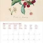 Kalender für Juni mit Wochentagen in mehreren Sprachen. Illustration von Kirschzweig mit Blättern und Früchten.