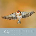 „Mai“ und Kalendertage auf blauem Hintergrund. Darüber ein fliegender Fink mit ausgebreiteten Flügeln vor orangefarbenem Hintergrund.