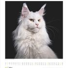 "Mai" und Monatskalender; Maine-Coon-Katze mit flauschigem, weißem Fell und aufgerichteten Ohren vor schwarzem Hintergrund.