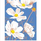 „Cosmeen“, Illustration mit weißen Blüten auf blauem Hintergrund, Kalender für Mai mit Feiertagen und Daten in Farbe.