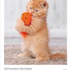 September/Oktober Kalender, KW 39. Ein flauschiges, rotes Kätzchen umarmt ein orangefarbenes Spielzeug auf einem Teppich.