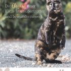Text: „Die Eleganz einer Katze ist unübertroffen und bewundernswert.” Kalenderwoche 30, Juli. Eine gesprenkelte Katze steht auf Kies.