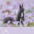 Text: "Apr", "Mo Di Mi Do Fr Sa So", Monatskalender für April. Ein Eichhörnchen steht in einem Feld aus blasslila Blumen.