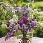 Oberer Text: „Landlust“. Ein Strauß aus lilafarbenem und weißem Flieder in einer Vase auf einem rosa Tisch. Unten: Kalender für Mai.