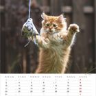 Der Text zeigt einen Kalender für Mai. Ein lebhaftes, rotes Kätzchen spielt mit einem hängenden Spielzeug.