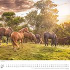 05 Dumont. Pferde grasen auf einer Wiese, umgeben von Bäumen im Sonnenlicht.