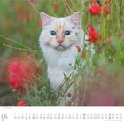 06 DUMONT; Unten ein Kalender für Juni. Eine weiße Katze mit blauen Augen sitzt in einem Feld mit roten Blumen.