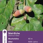 Links ein Schild: "Stiel-Eiche, Quercus robur, Wuchshöhe 40 m, Alter 1000 Jahre". Rechts Eichel mit Blättern.