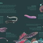 Zwei Seiten über Biolumineszenz im Ozean mit Illustrationen von Meereslebewesen und Beschreibungen ihrer Fähigkeiten.