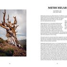 **METHUSELAH**

CALIFORNIA, USA  
AGE 4,856 YEARS  

Links ein uralter, knorriger Baum auf felsigem Gelände.