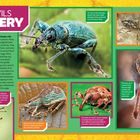 "Weevils Gallery" zeigt Beschreibungen verschiedener Rüsselkäferarten. Enthält Fotos mit detaillierten Informationen.