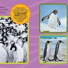 17 Pinguinarten; südlicher Ozean bei Antarktis. MACARONI, ADÉLIE, KING, GENTOO. ATLANTIC OCEAN.