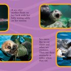 OCEAN. Eine Seeotter-Mutter schwimmt mit ihrem Baby auf dem Bauch. Otter tauchen, um Nahrung zu finden.