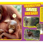 „ORANGUTAN SAVES HER BABY“. Viele Fotos von Orang-Utans. Ein Baby hält sich fest, während die Mutter ein Seil greift.
