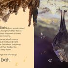 Text über Fledermäuse, die kopfüber schlafen. Links Höhle, rechts schlafende Fledermaus, umgeben von Zzz und Symbolen.