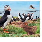 THE TRESHNISH ISLANDS WITH THE PUFFINS. Zwei Papageientaucher im Vordergrund; im Hintergrund mehrere weitere und das Meer.