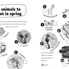 Titel: "10 animals to spot in spring". Liste von Tieren mit Boxen zum Abhaken. Enthält Illustrationen und Fotos von Tieren.