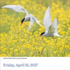 Text: "Arctic Terns (Sterna paradisaea)" und "Friday, April 16, 2027". Zwei Seeschwalben über gelbem Blütenfeld.